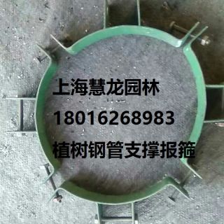 大樹報箍，植樹支撐報箍，鋼支撐報箍