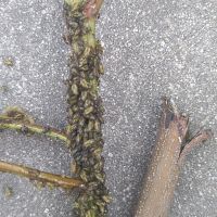 上海園林綠化養(yǎng)護(hù)病蟲害高發(fā)，欒樹多態(tài)芽蟲防治