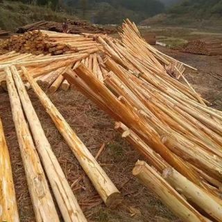 上海削皮杉木樁，浦東去皮杉木支撐，大樹(shù)支撐